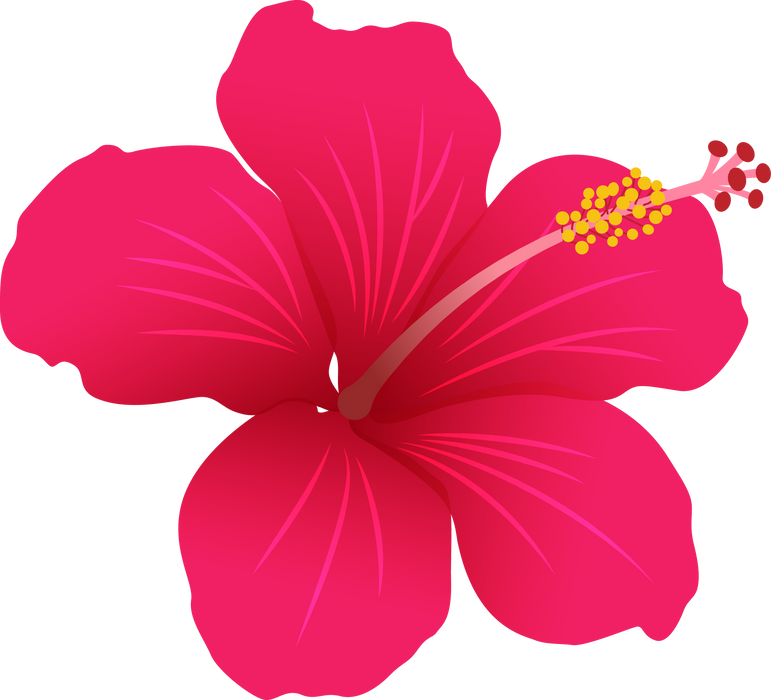 Hibiscus flower illustration