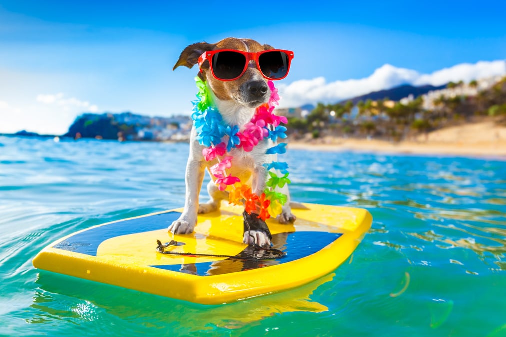 Surfing Dog