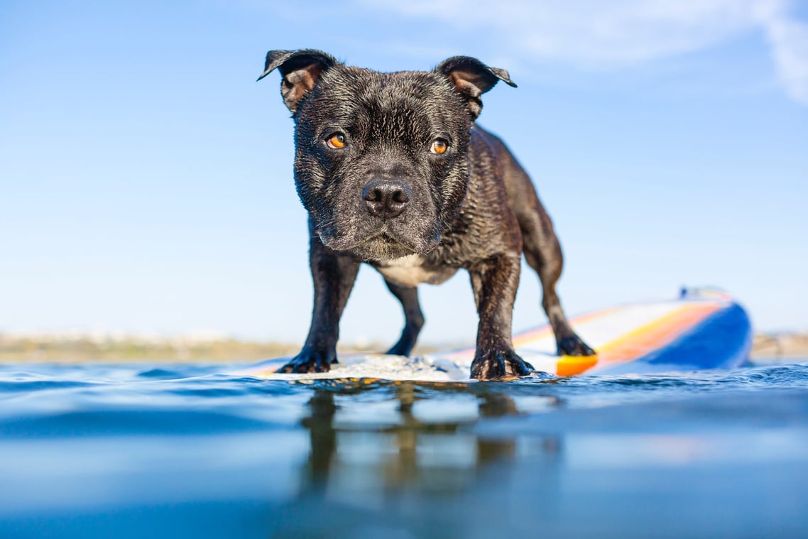 Surfing Dog on Paddle Board