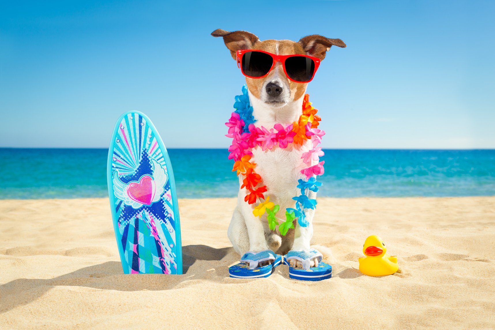 Surfer Dog Beach